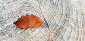 elboliverde_sonidos otoño-min